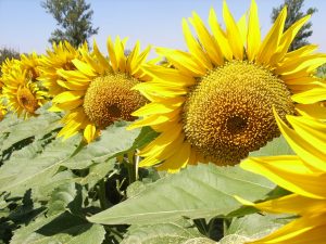 girasol
